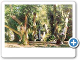 Platanenwald